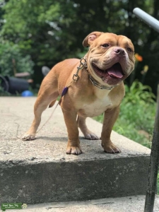 Golden pocket bully Listing Image