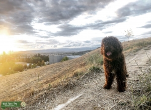 Beautiful Spanish water dog  Listing Image