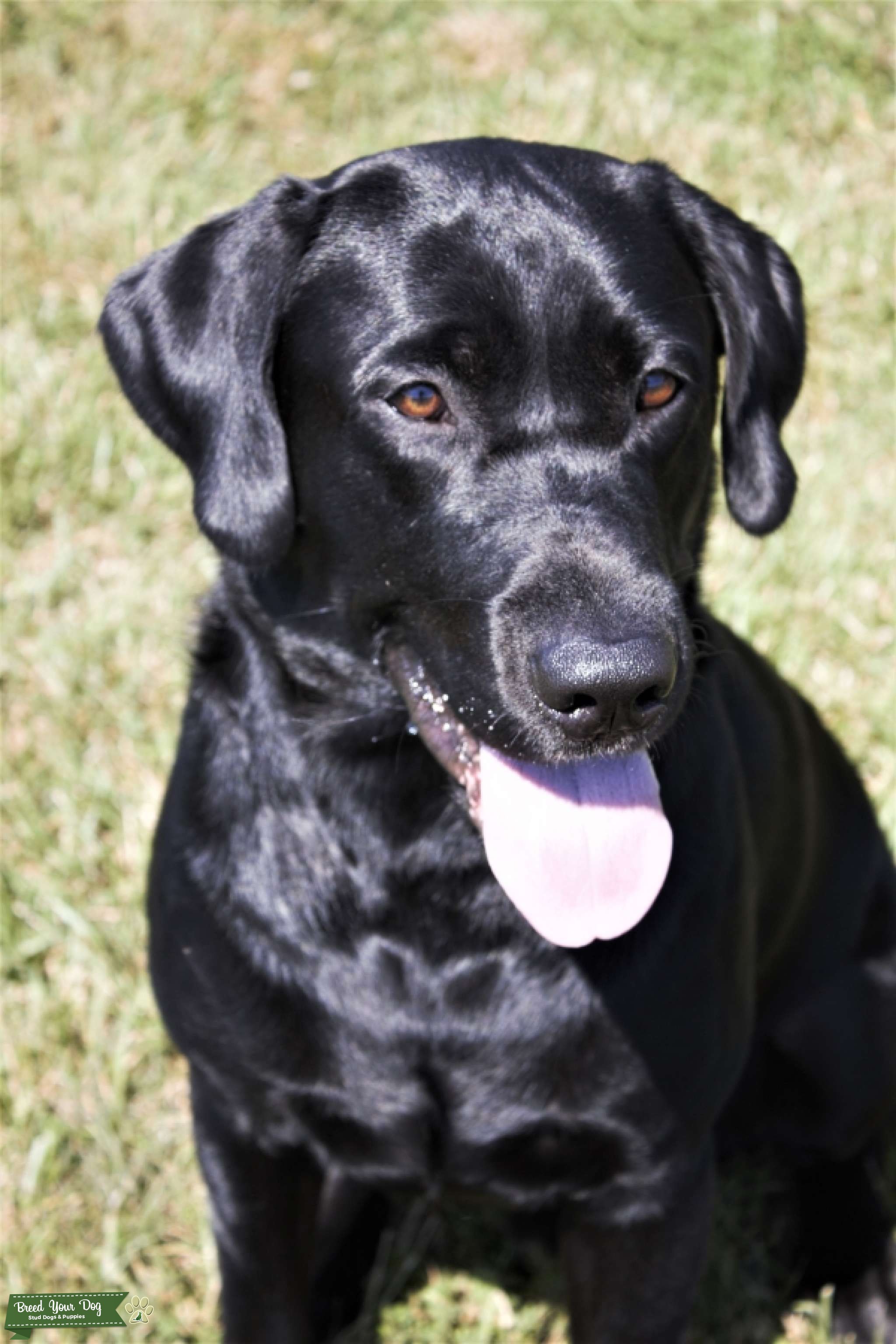 AKC Black Labrador Retriever for Stud Stud Dog in Manassas, Virginia