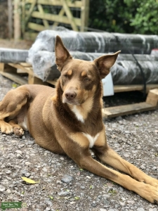 Handsome kelpie x collie Listing Image