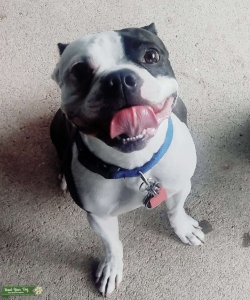 Dark Brown Boston Terrier Male Listing Image