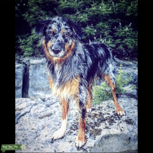 Australian Shepherd Stud Listing Image