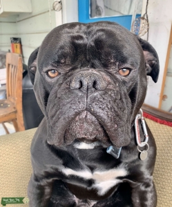 Purebred AKC American Bulldog Stud Listing Image