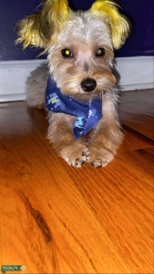 Yorkiepoo Listing Image