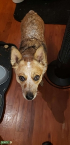 Miniature Red Australian Cattle Dog  Listing Image