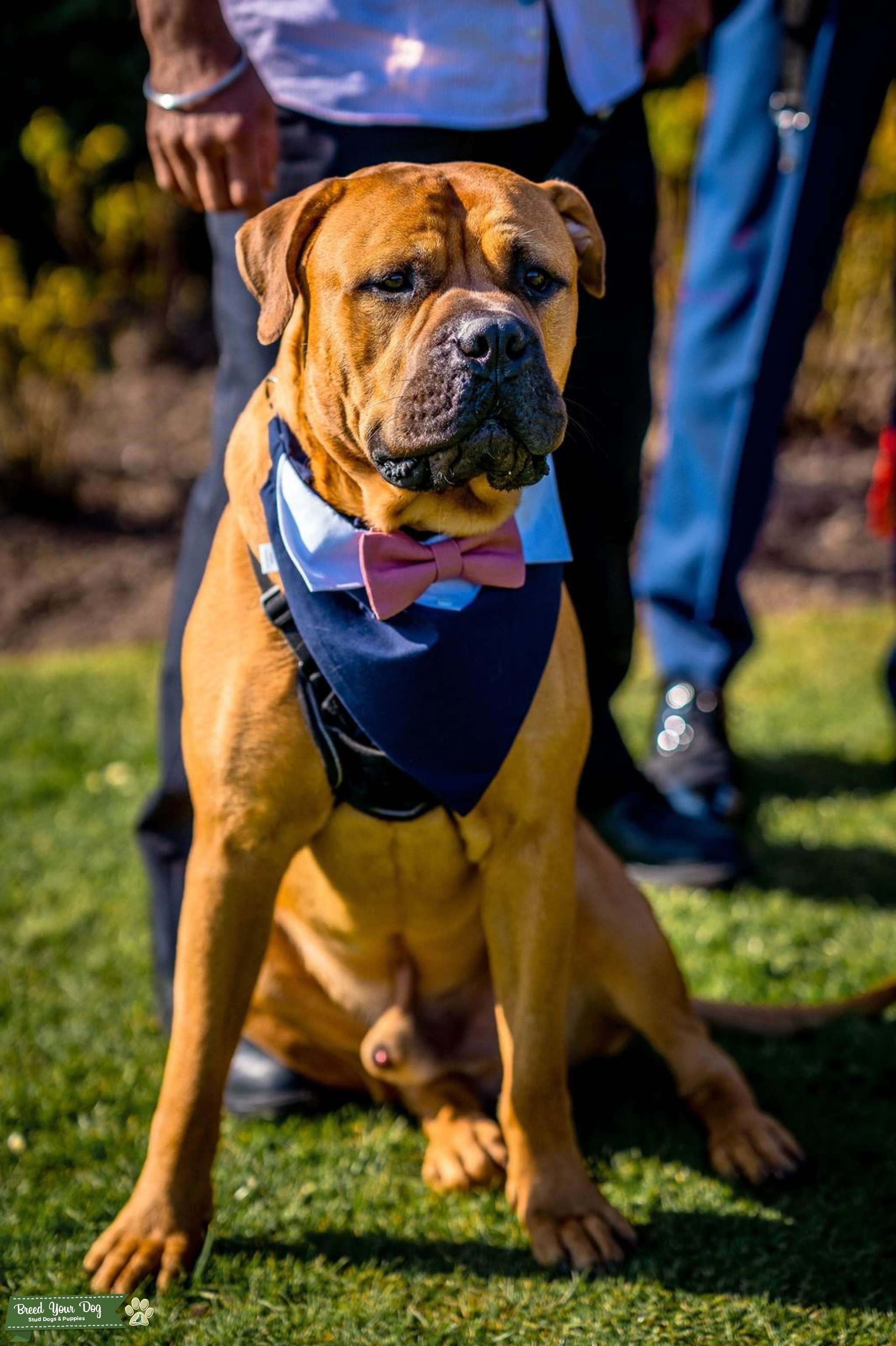 Can I Kc Register My Dog