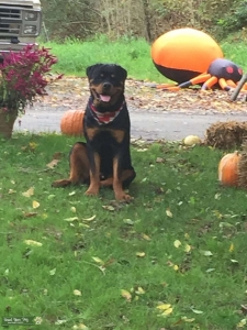 Pedigree, AKC registered Listing Image