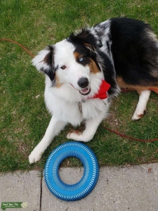 Pure Bred Australian Shepperd Stud Listing Image