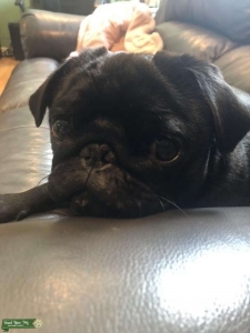 Pug Stud Listing Image
