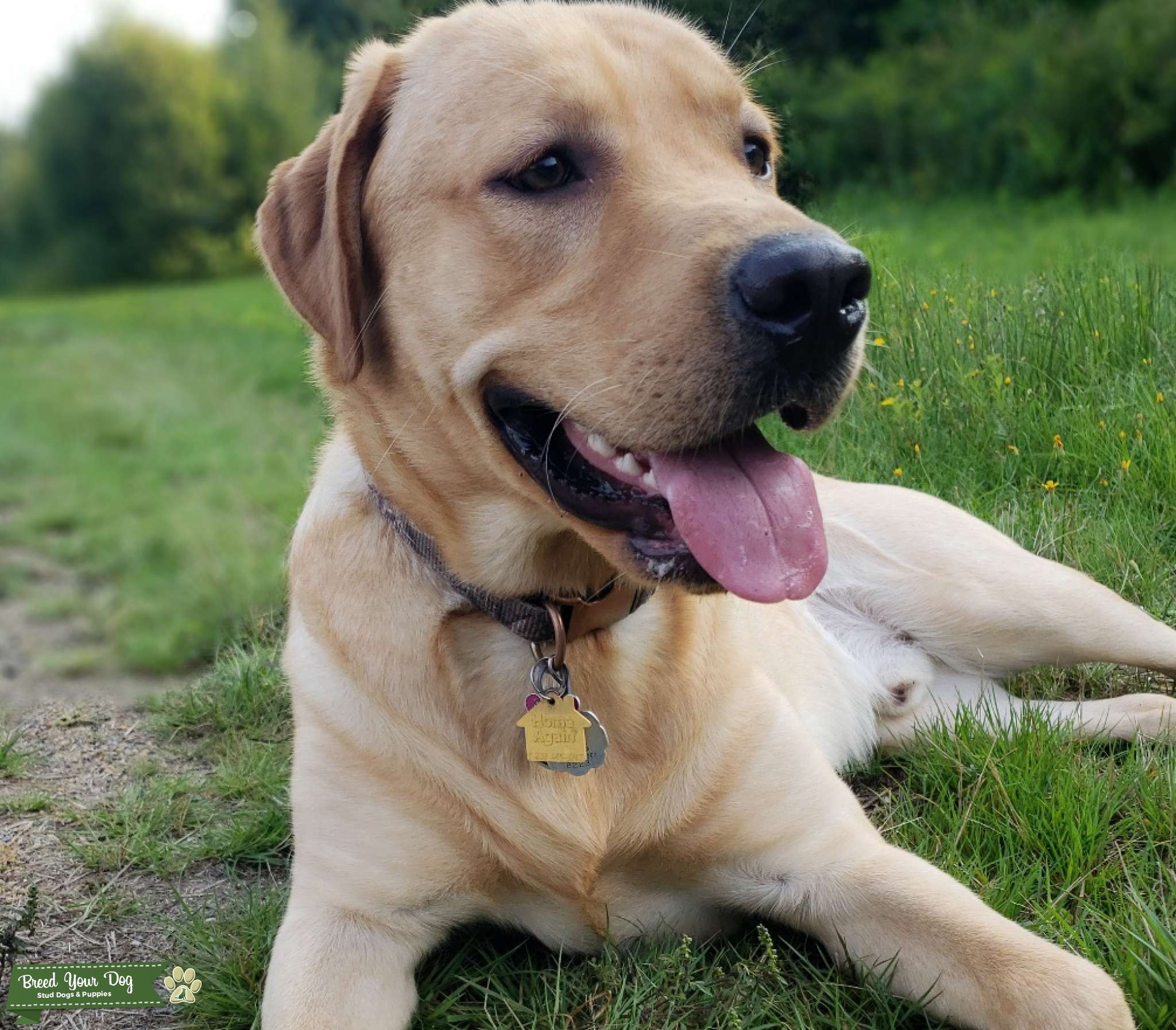 Purebred labrador retriever stud Stud Dog in Myrtle Beach, south carolina, the United States