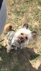 Shih Tzu Yorkie Terrier  Listing Image