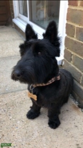 Black Scottish terrier (female) Listing Image