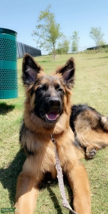 AKC registered black & red long haired german shepherd  Listing Image
