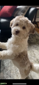 Havanese white and brown Listing Image