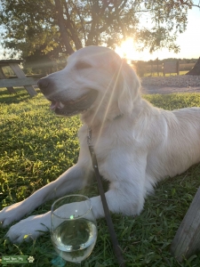 Golden retriever stud service  Listing Image