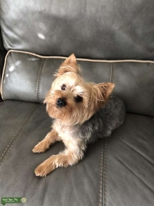 Yorkie Listing Image