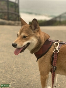 Looking to breed my beautiful girl  Listing Image