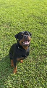 German Rottweiler  Listing Image
