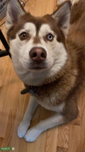 Female Red Siberian Husky Listing Image