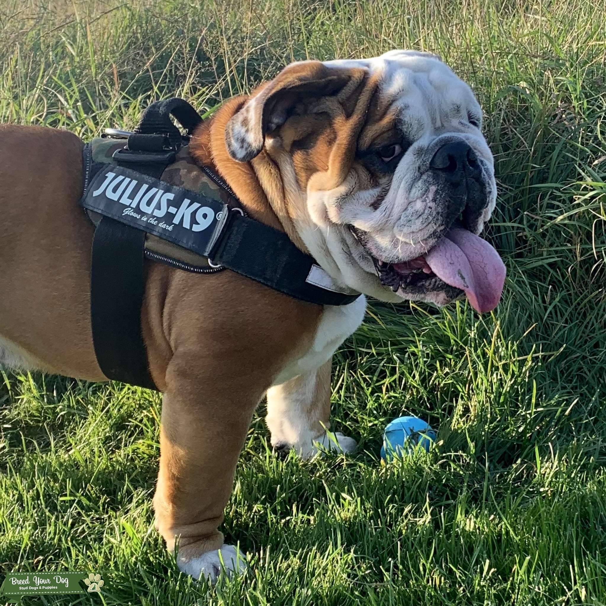 Triple carrier Stud Stud Dog in Yorkshire, the United States Breed