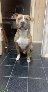 Brindle staffordshire terrier ready for stud Listing Image