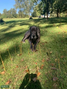 Blue Euro Male Great Dane Listing Image