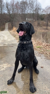 BEAUTIFUL LABRADOR RETRIEVER PURE BRED AKC REGISTERED CHAMPION PEDIGREE  Listing Image