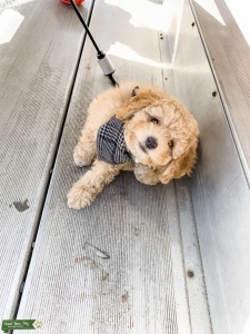 Male Mini Goldendoodle  Listing Image