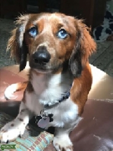 Mini Dachshund stud Listing Image