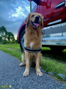 Golden Retriever Stud Listing Image