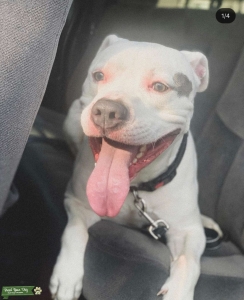 American Staffordshire Terrier Listing Image