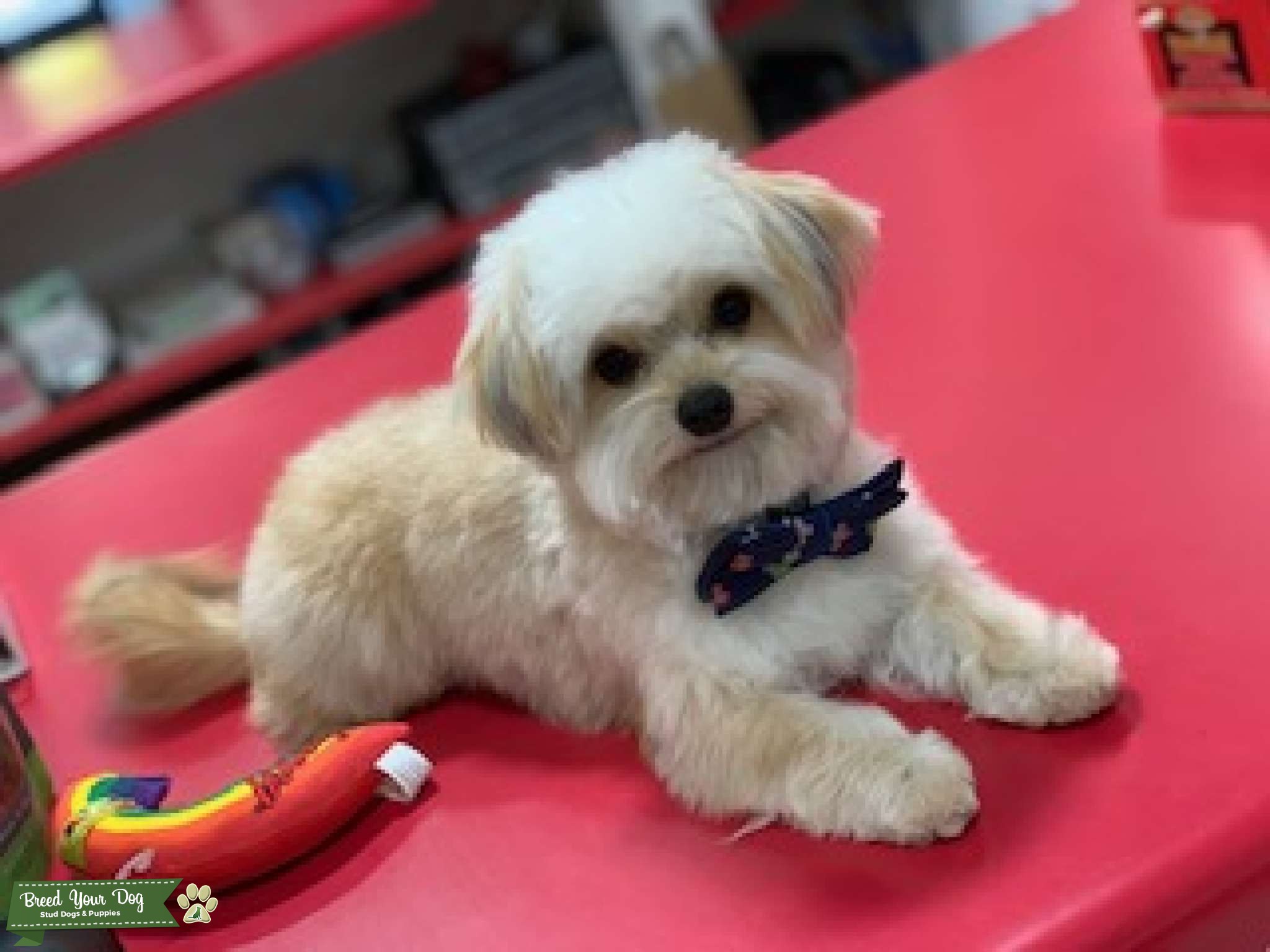 Chi Poo, Applehead Chihuahua and Toy Poodle Stud Dog in Wisconsin