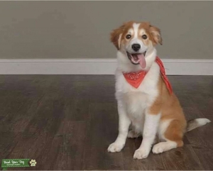 Sable border collie Listing Image