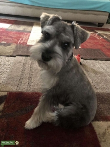 Looking to breed  Listing Image