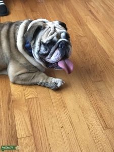 ***PERFECT ENGLISH BULLDOG *** Listing Image