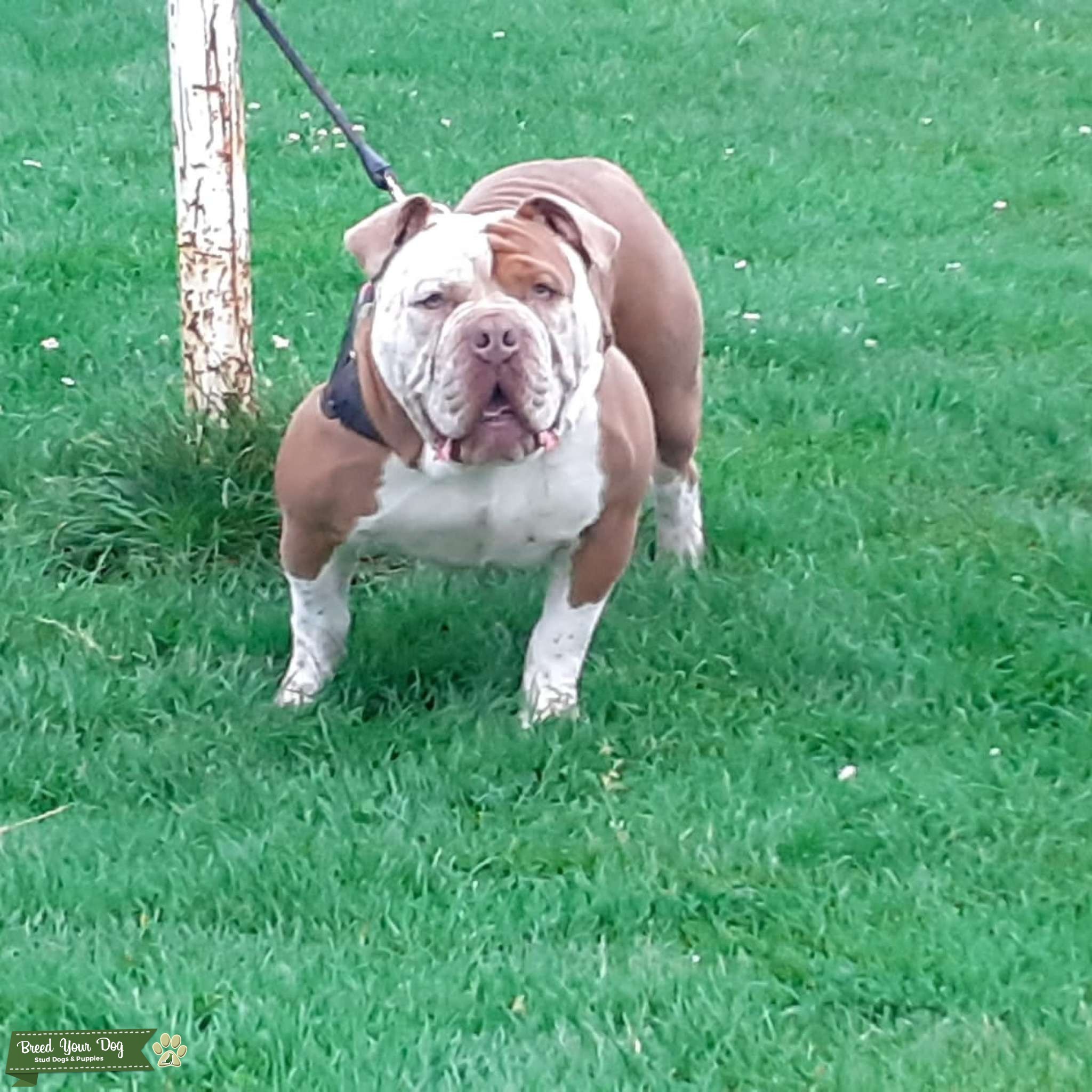 Old English bulldog Stud Dog Cardiff Breed Your Dog