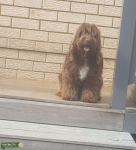 Spoodle Chocolate Male available for mating Listing Image
