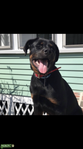 Female Rottweiler  Listing Image