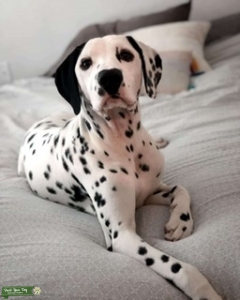Cute Dalmatian  Listing Image