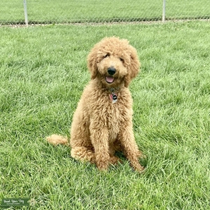 Golden doodle Male Stud Listing Image