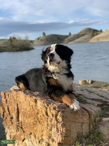 Purebred Bernese Mountain Dog Listing Image