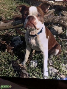 Lite Brown/White Boston terrier male Listing Image