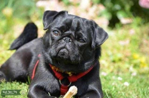 Pug Dad Looking for Love Listing Image
