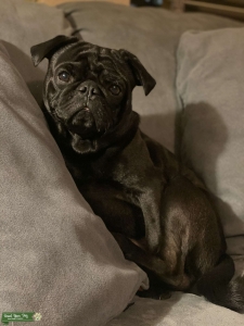 Black Pug Stud Listing Image