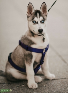 Siberian Husky looking for Husky Stud Listing Image