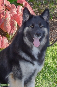 Male looking for female to breed Listing Image