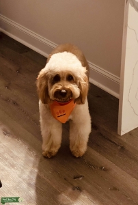 Mini Goldendoodle  Listing Image