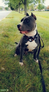 American Bully Stud Listing Image