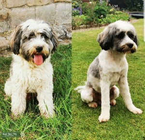 Tibetan Terrier Proven Stud Listing Image