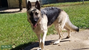 Tan/Black German Shepherd Listing Image